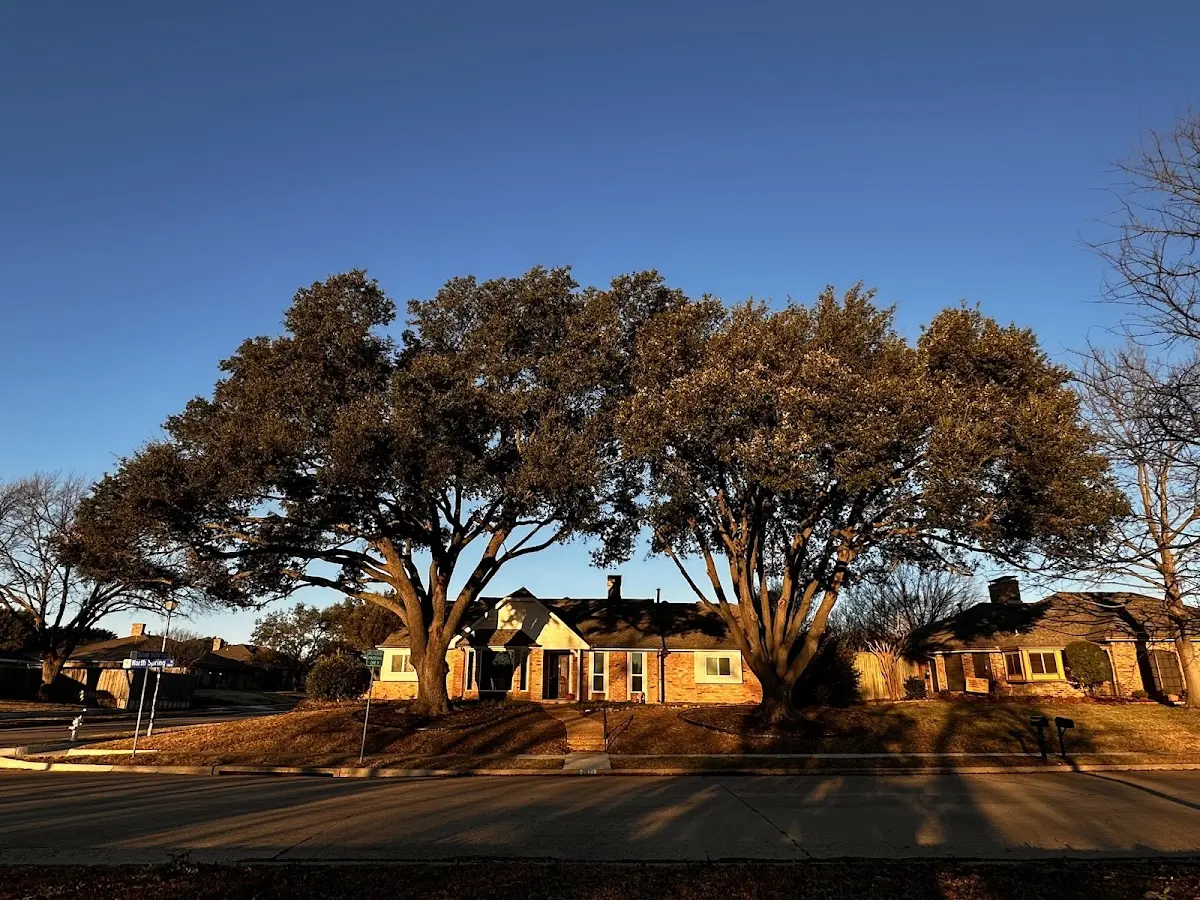 Established residential canopy tree shading a home in Auburn